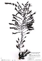 藏品(Sargassum micracanthum (Kuetzing) Endlicher)的圖片